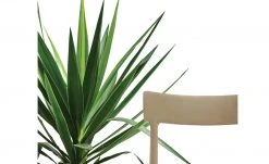 Connubia Stuhl stapelbar Argo | Haselnussbraun (Hellbraun) -SitzWerk Verkaufsgeschäft 15304864 4 202111121257